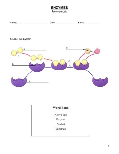 Enzyme Worksheet Biology