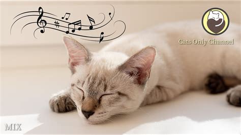 Cat Relaxation Music Cat Purring Sounds And Relaxing Harp Music Mix