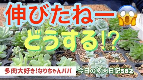 【多肉植物】【ガーデニング】どうする⁉️こんな時 多肉大好き！なりちゃんパパ 多肉奮闘記その582 Youtube