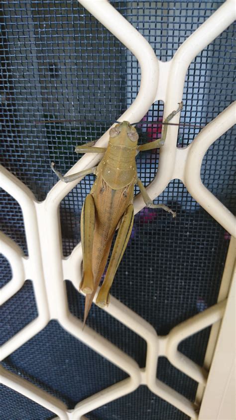 [Perth, Australia] Large grasshopper on my door, is it a Giant Grasshopper? (Valanga irregularis ...