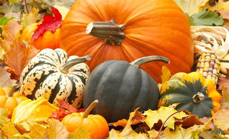 Autumn Harvest Pumpkin Wallpapers Wallpaper Cave