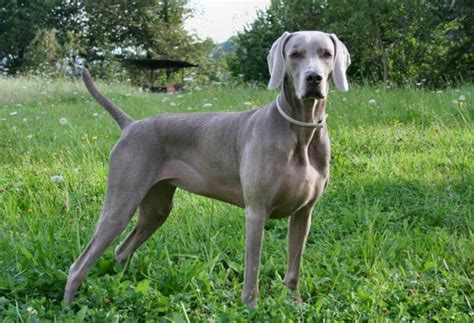 All The Things You Need To Know About The Weimaraner