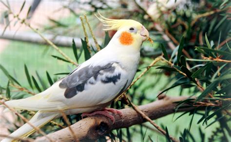 Cockatiels - Burke's Backyard