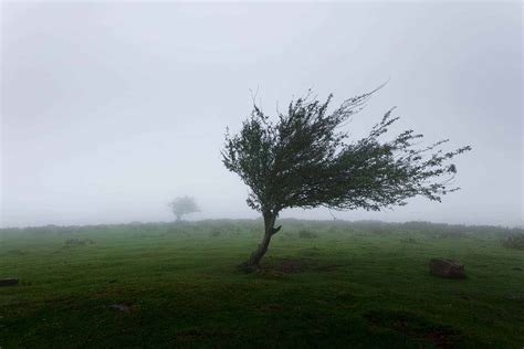 Wind Damage Roof Insurance Claims (A Guide on What To Do)