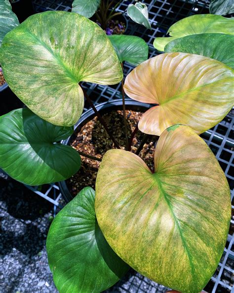 Homalomena Rubescens Mint Pink Variegated Starter Plant Well