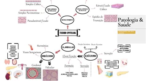 Mapa Mental Tecido Epitelial Histologia Youtube