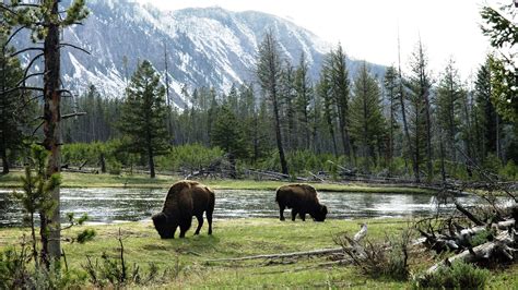 Desktop Wallpapers American bison Nature Mountains Forests 3840x2160