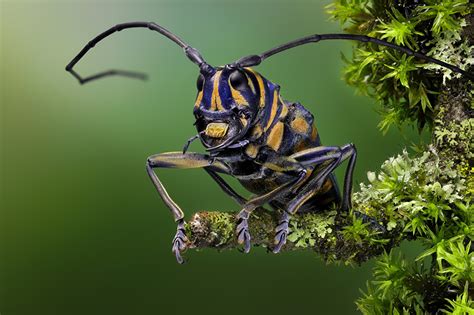 Bilder K Fer Insekten Sternotomis Bohemani Ein Tier Gro Ansicht