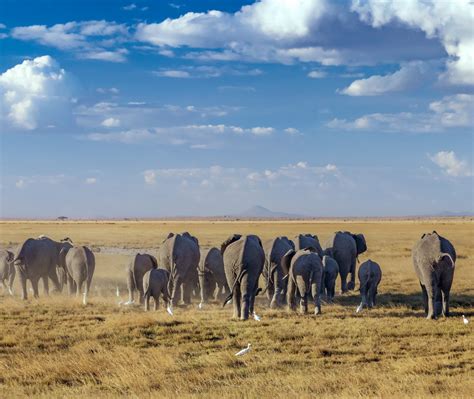 Tsavo West National Park Safari Tour Package And Pricing