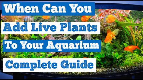 How To Add Live Plants To An Aquarium Thrive Beautify