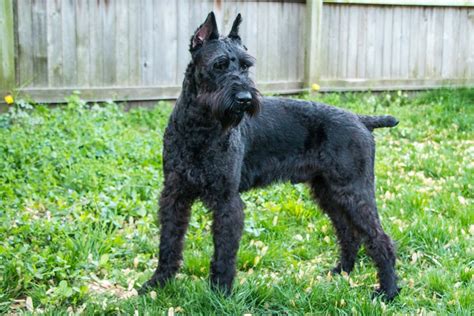 Giant Schnauzer Complete Breed Guide Petpedia