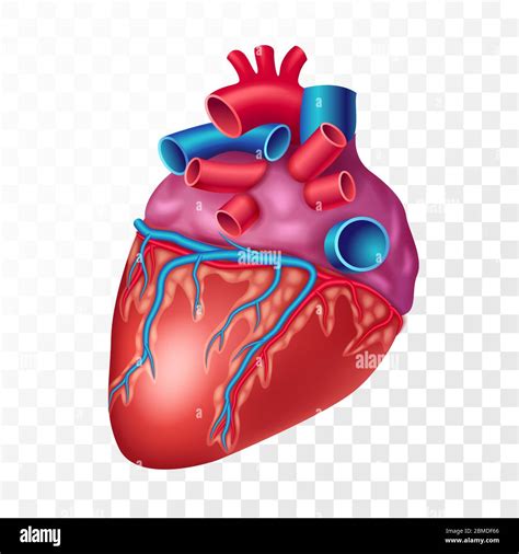 Anatomia Del Corpo Umano E Del Cuore 3d Immagini E Fotografie Stock Ad