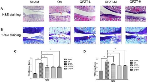 Histological Analysis Of Articular Cartilage And Subchondral Bone In