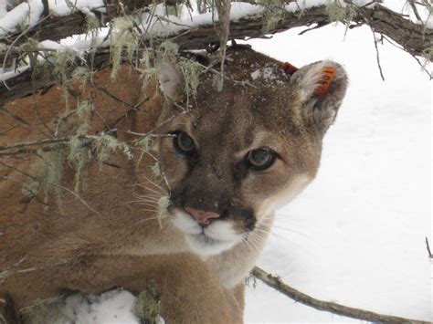 Free Images Nature Wilderness Snow Winter Looking Wildlife