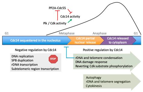 Ijms Free Full Text The Multiple Roles Of The Cdc Phosphatase In