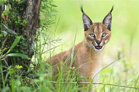 25 Das Mais Belas Imagens De Gatos Selvagens