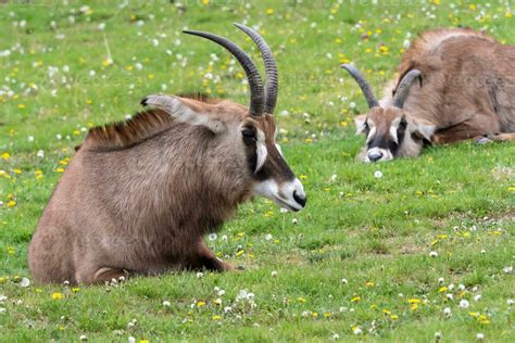 Roan Antelope Hippotragus Equinus Detail Portrait Of Antelope Head