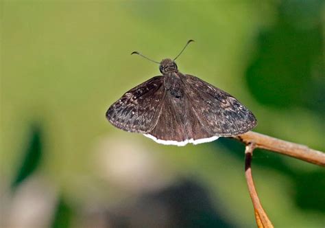 Funereal Duskywing Erynnis Funeralis San Marcos Hays Co Flickr