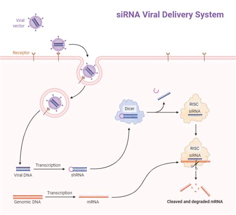 siRNA Viral Delivery System | BioRender Science Templates