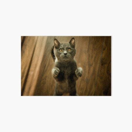 "Cute Cat Standing - Funny Cat Standing Meme" Art Board Print for Sale ...