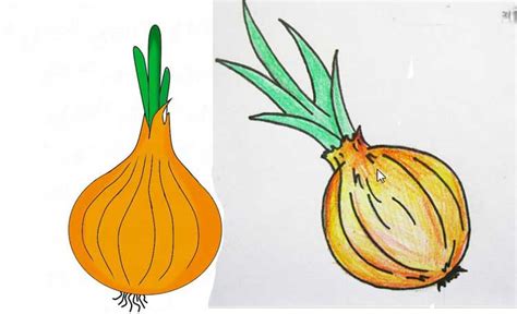 How To Draw Onion Cell Easy And Step By Step