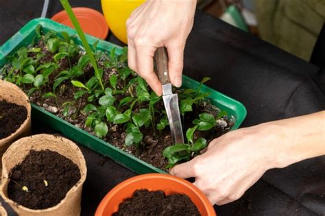 Diy Le Gel D Arrosage Maison Que Tous Les Jardiniers S Arrachent