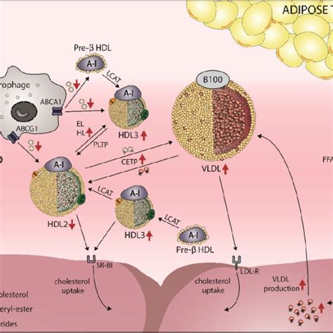 Representation Of Hdl Heterogeneity Download Scientific Diagram