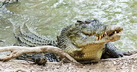 Saltwater Crocodile Oceana