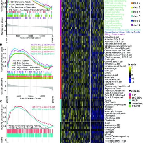 Functional Enrichment Analysis And Cancer Immunity Assessment Of