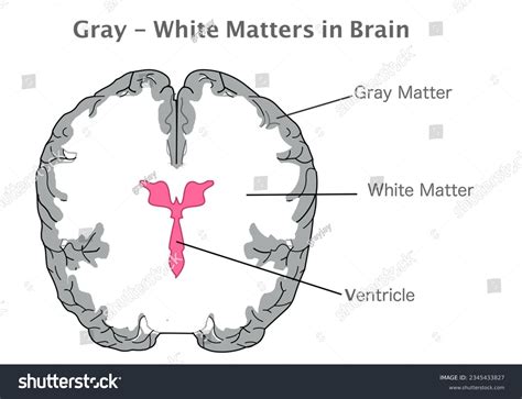 Gray White Matter Ventricle In Human Brain Royalty Free Stock