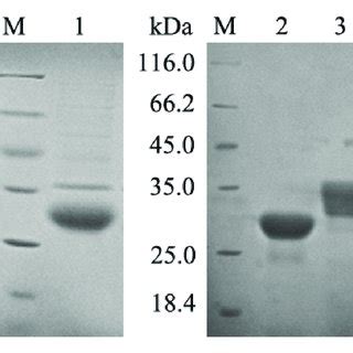 Expression And Purification Of Recombinant Proteins M Unstained