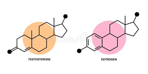 Testosterona Y Estr Genos Ilustraci N Del Vector Ilustraci N De M Dico