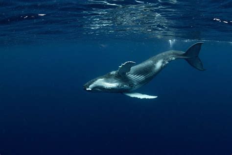 Sperm Whale vs Blue Whale: Main Differences - Ocean Info