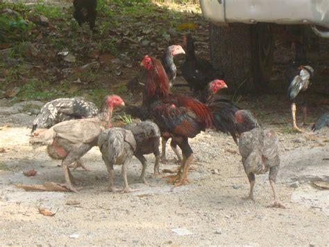 Faiz Farm Ternakan Ayam Kampung