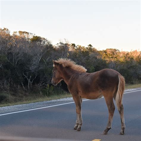 Assateague Island Ns Va Unit Chincoteague 2022 Alles Wat U Moet Weten Voordat Je Gaat