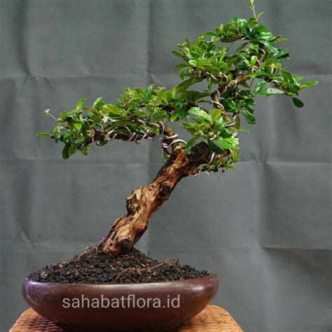 Jual Bonsai Hokiantea Siap Pajang Bonsai Hokianti Sudah Jadi Shopee