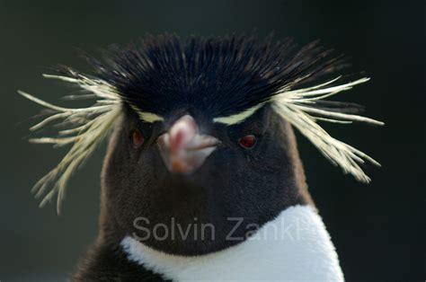 Felsenpinguin Eudyptes Chrysocome Rockhopper Penguin Eudyptes