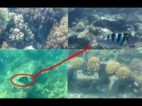 YouTube Snorkelling Di Pulau Seribu Pulau Pramuka Wisata Indonesia