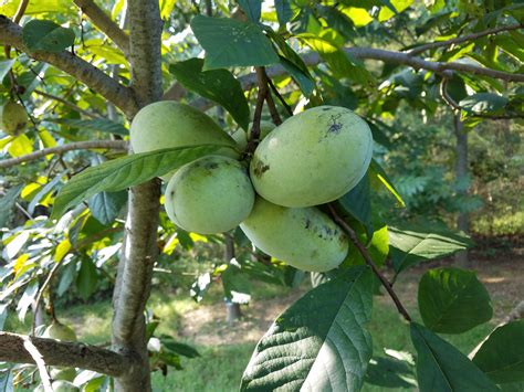 pawpaw trees for sale
