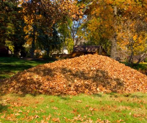 Dilemme Faut Il Ramasser Les Feuilles Mortes Et Pourquoi Le Faire