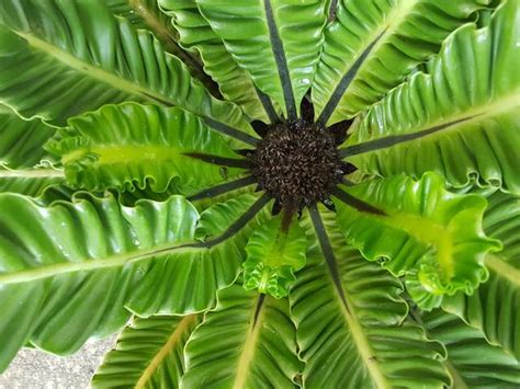 Foug Re Nid D Oiseau Asplenium Nidus Plantation Culture Entretien