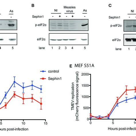 Evaluation Of The Antiviral Potential Of Sephin1 Against Myxoma Virus