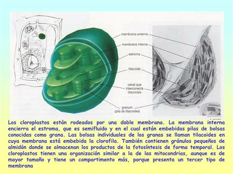 PPT - Estructura y Función de los Cloroplastos PowerPoint Presentation - ID:4416673
