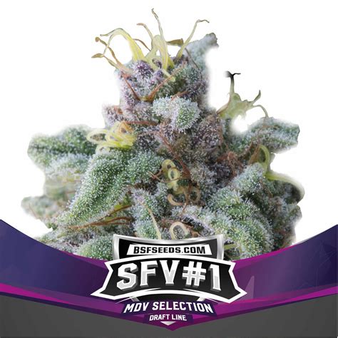 Sfv 1 Seasonal Feminized Seedsline