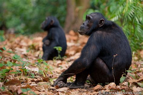 Spotted Hyena vs. Common Chimpanzee (troop of 2) | The World of Animals