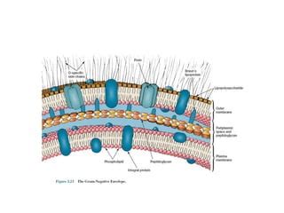 Ultra structure of a bacterial cell | PPTX | Biological Sciences | Science 