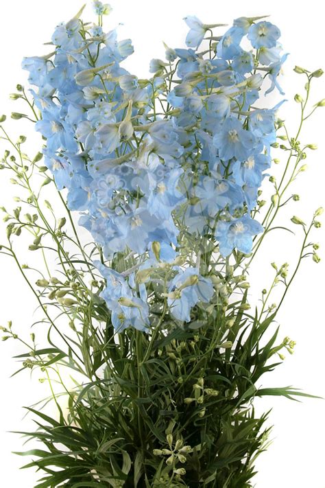 Delphinium Pale Blue Flowers Flowers