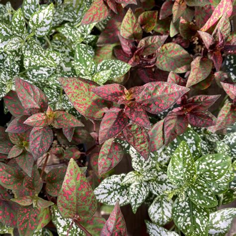 Polka Dot Plant Hypoestes Phyllostachya Anything Grows