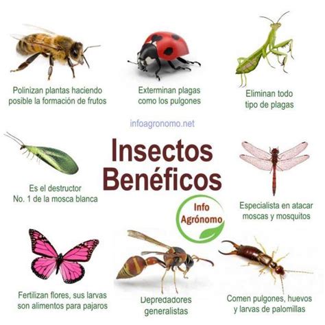 Insectos Beneficos guía para su identificación InfoAgronomo