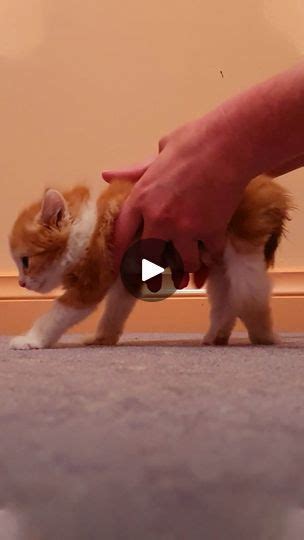 336k Views · 33k Reactions Kitten Who Couldnt Even Stand Decides He